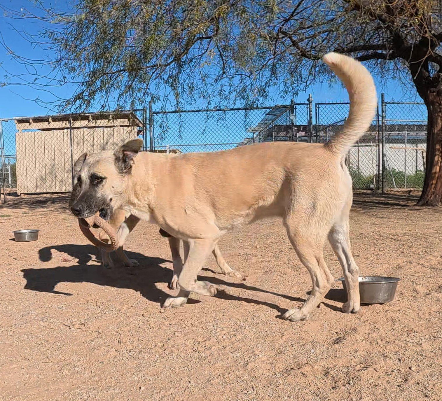 Texas Ranger - Photo 8