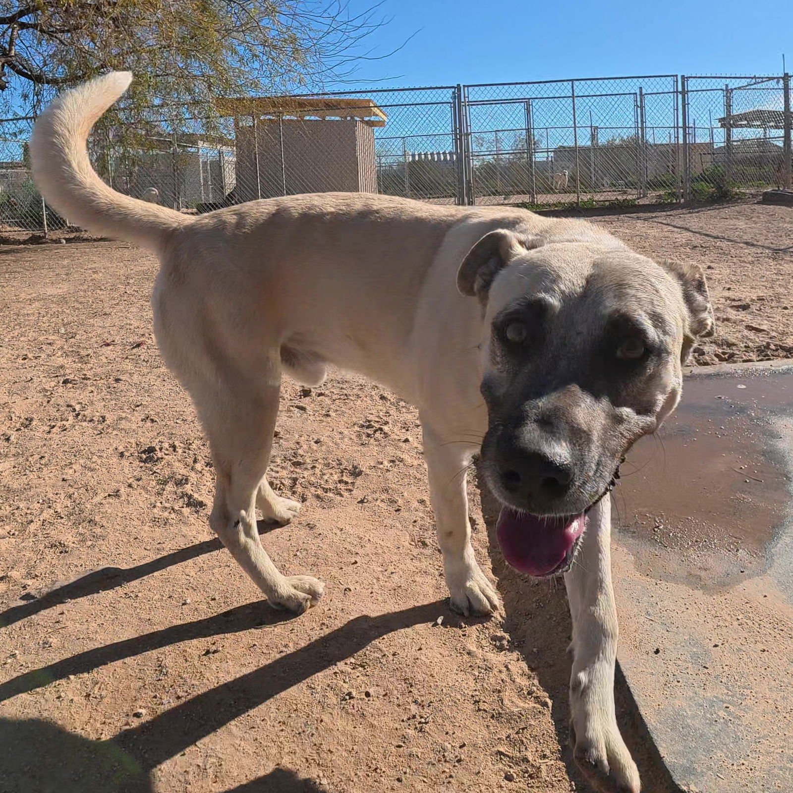 Texas Ranger - Photo 9