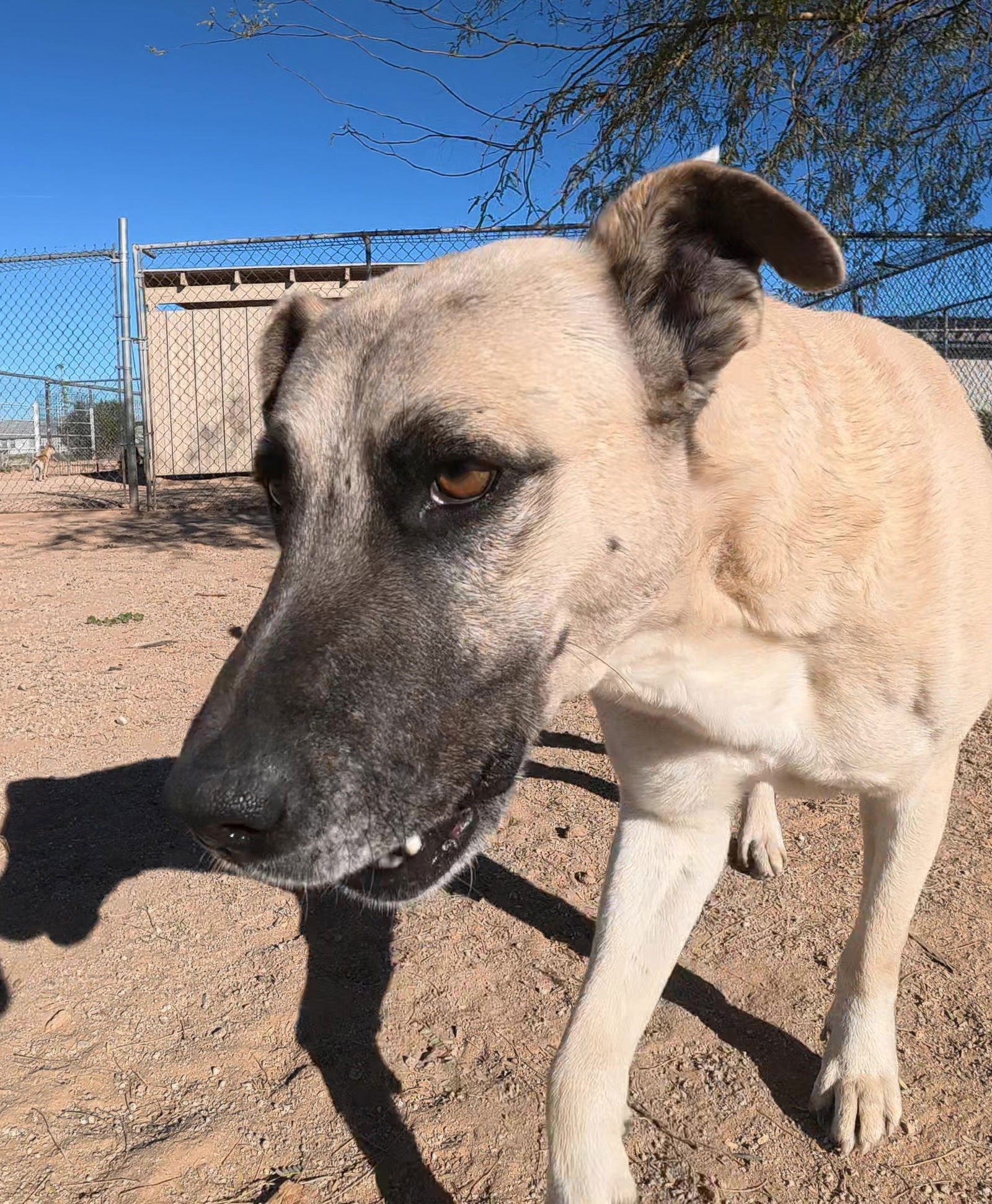 Texas Ranger - Photo 10