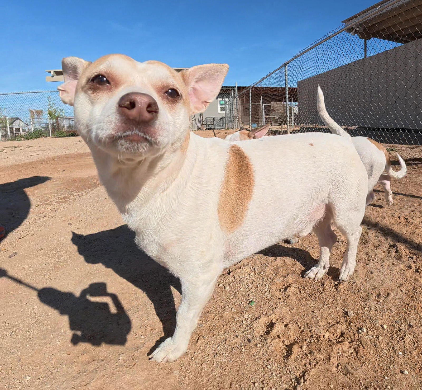 HULK - Chihuahua / Dachshund available for adoption