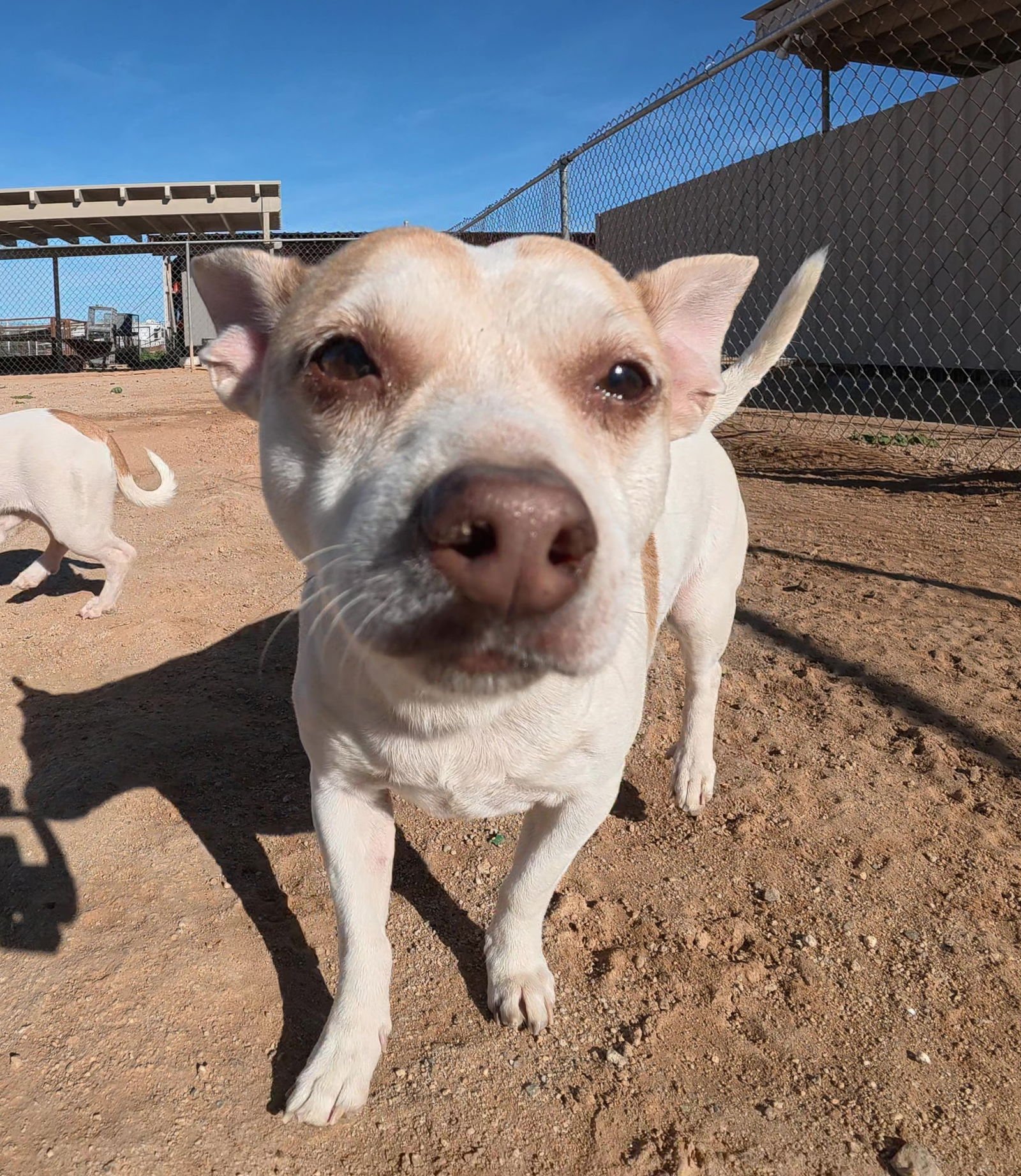 HULK - Chihuahua / Dachshund available for adoption