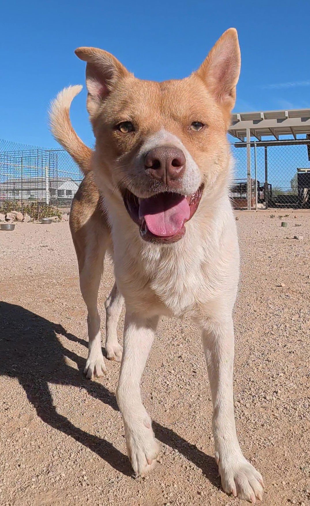 KURT - Shiba Inu available for adoption