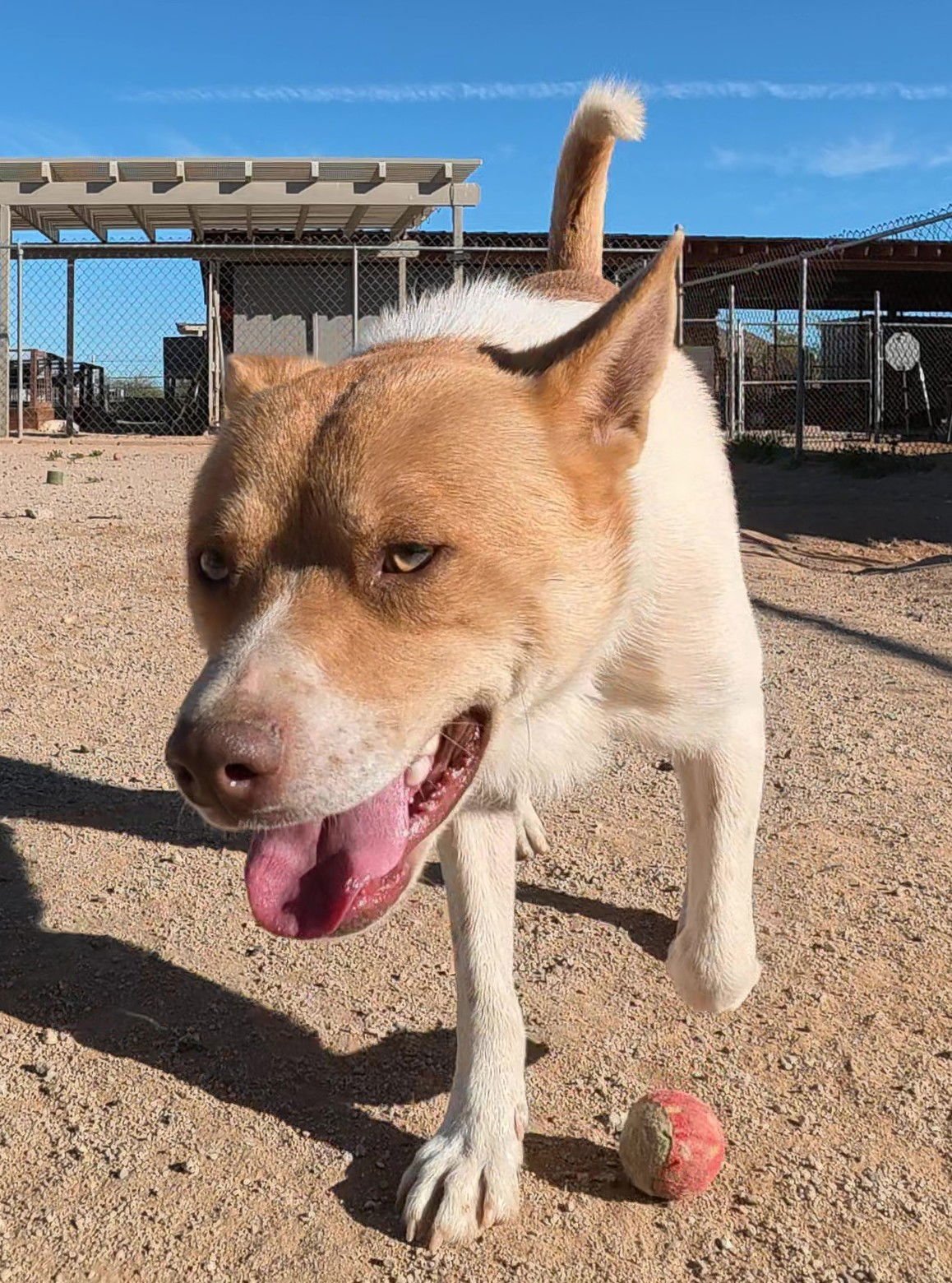 KURT - Shiba Inu available for adoption