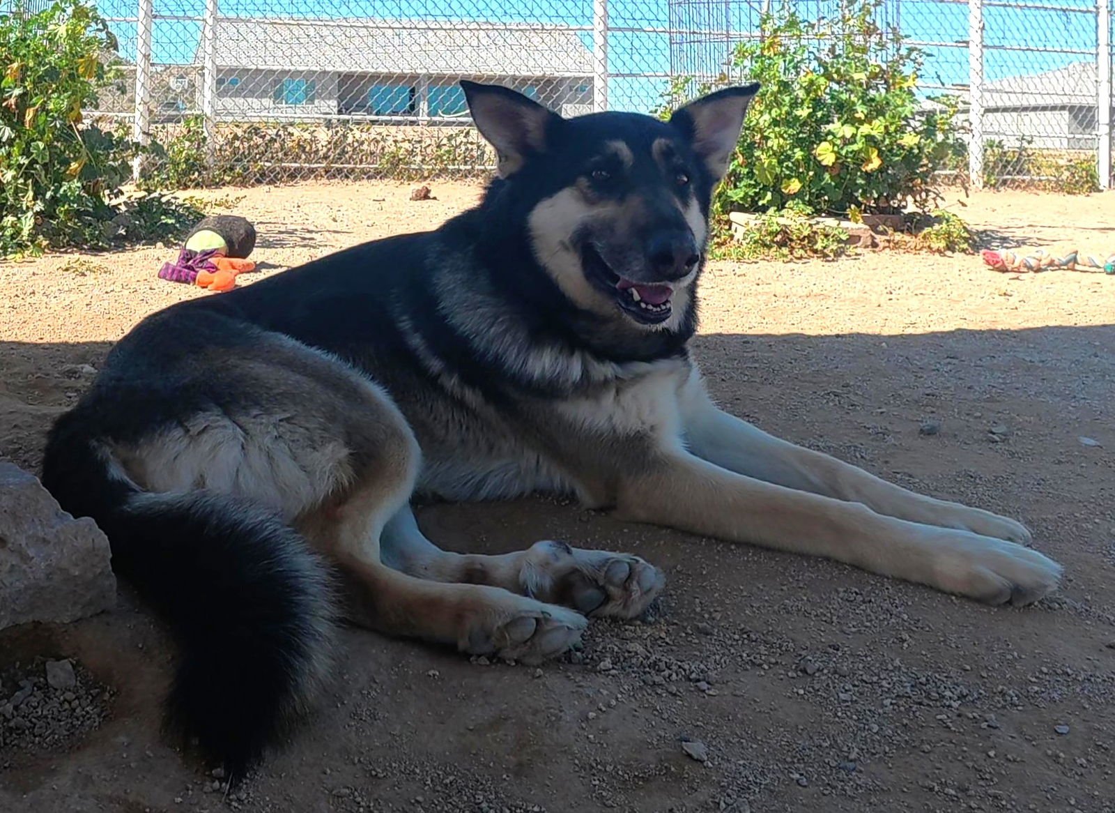 COOPER - German Shepherd Dog available for adoption