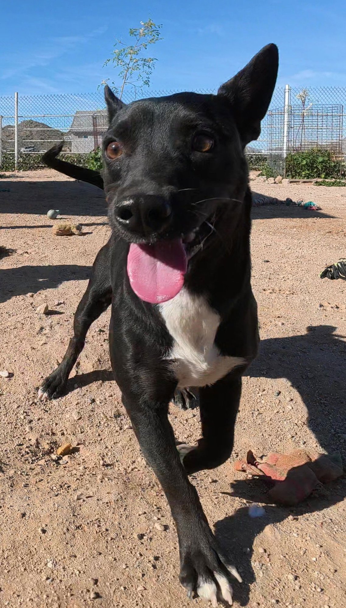 SPIRIT - Unknown available for adoption