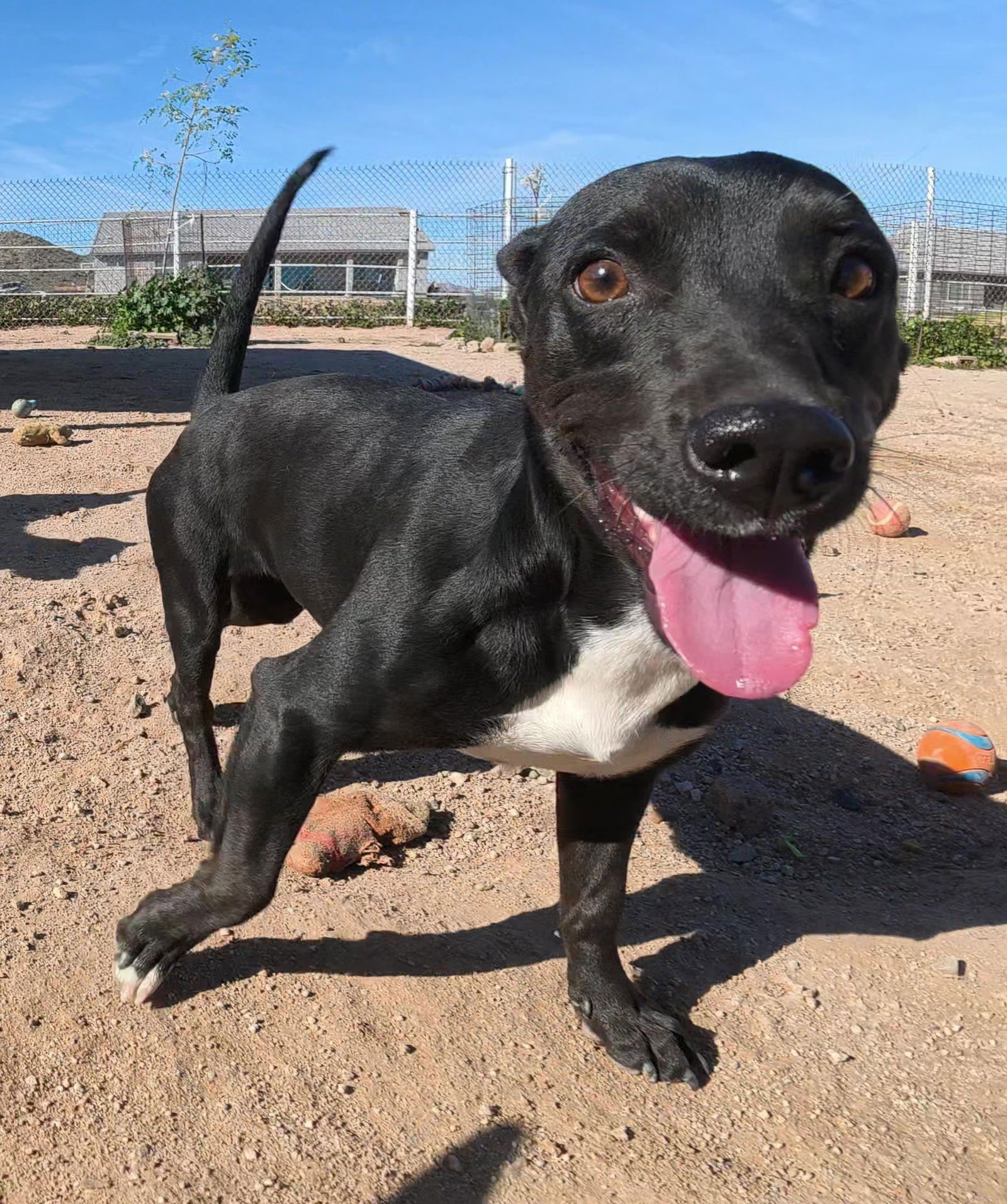 SPIRIT - Unknown available for adoption