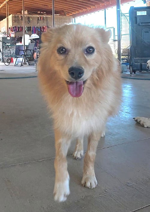 FOXY - Pomeranian available for adoption