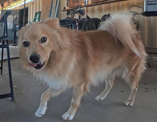 FOXY - Pomeranian available for adoption