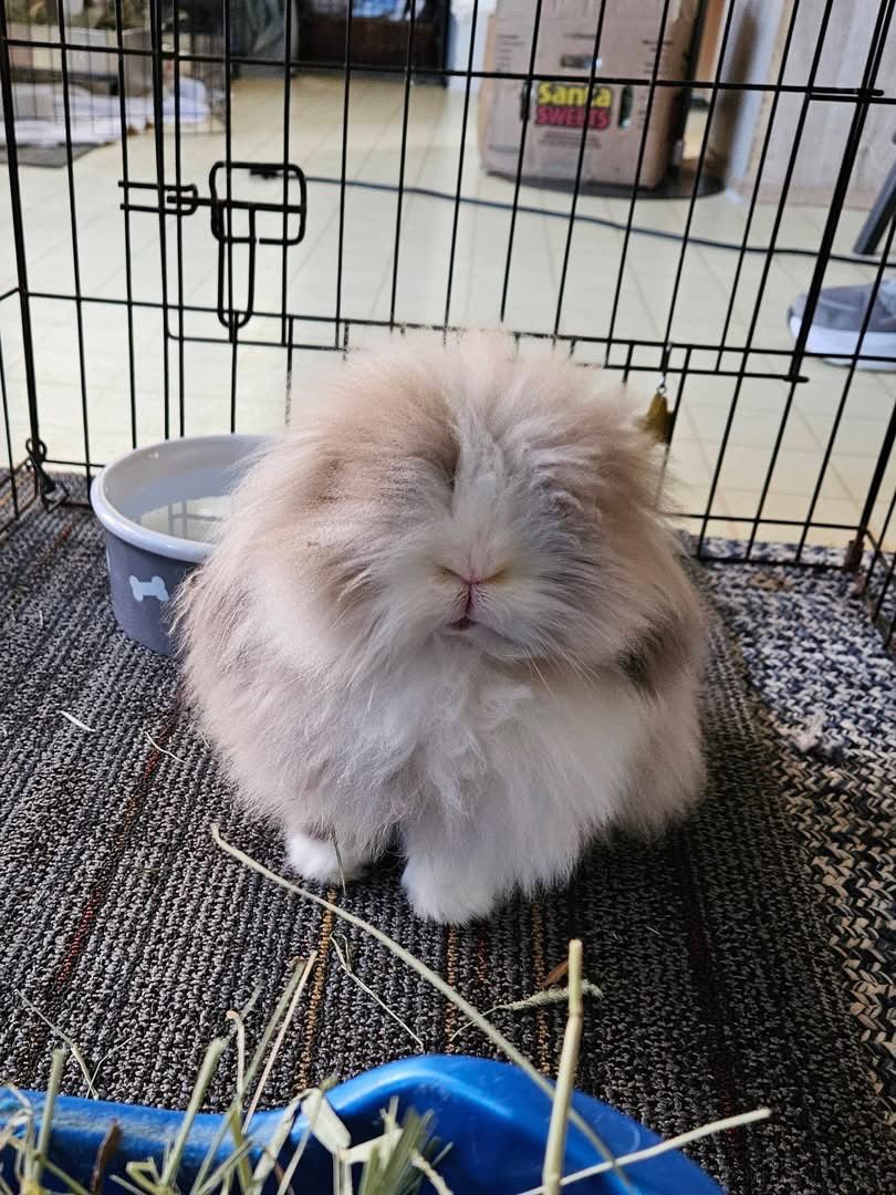 CELINE - Angora Rabbit available for adoption