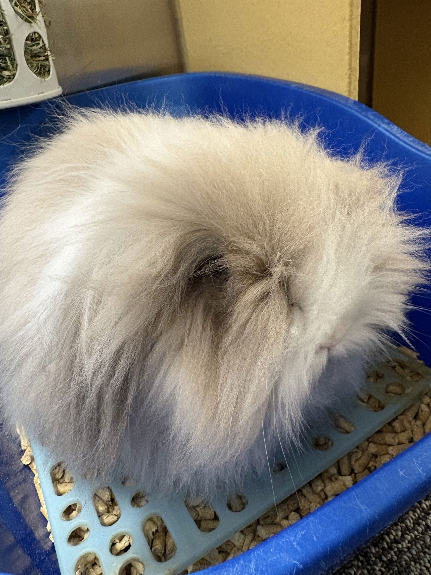 CELINE - Angora Rabbit available for adoption