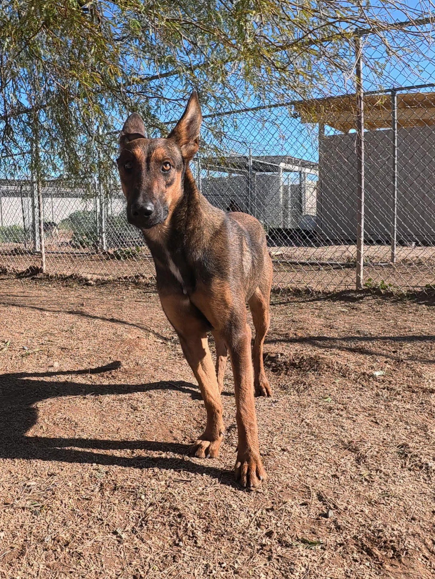 RUBY 2 - Shepherd / Doberman Pinscher available for adoption