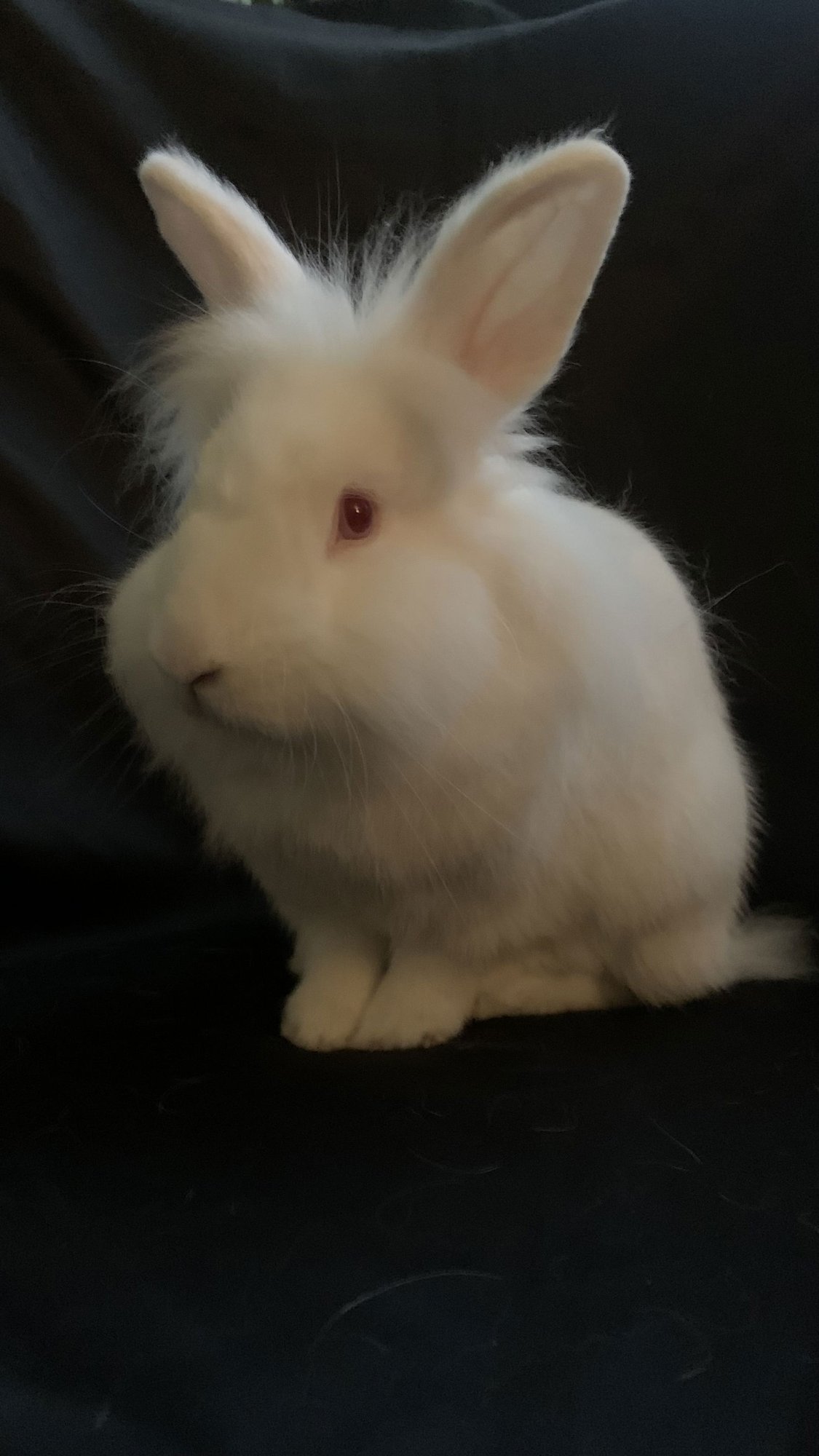 BASIL - Lionhead available for adoption