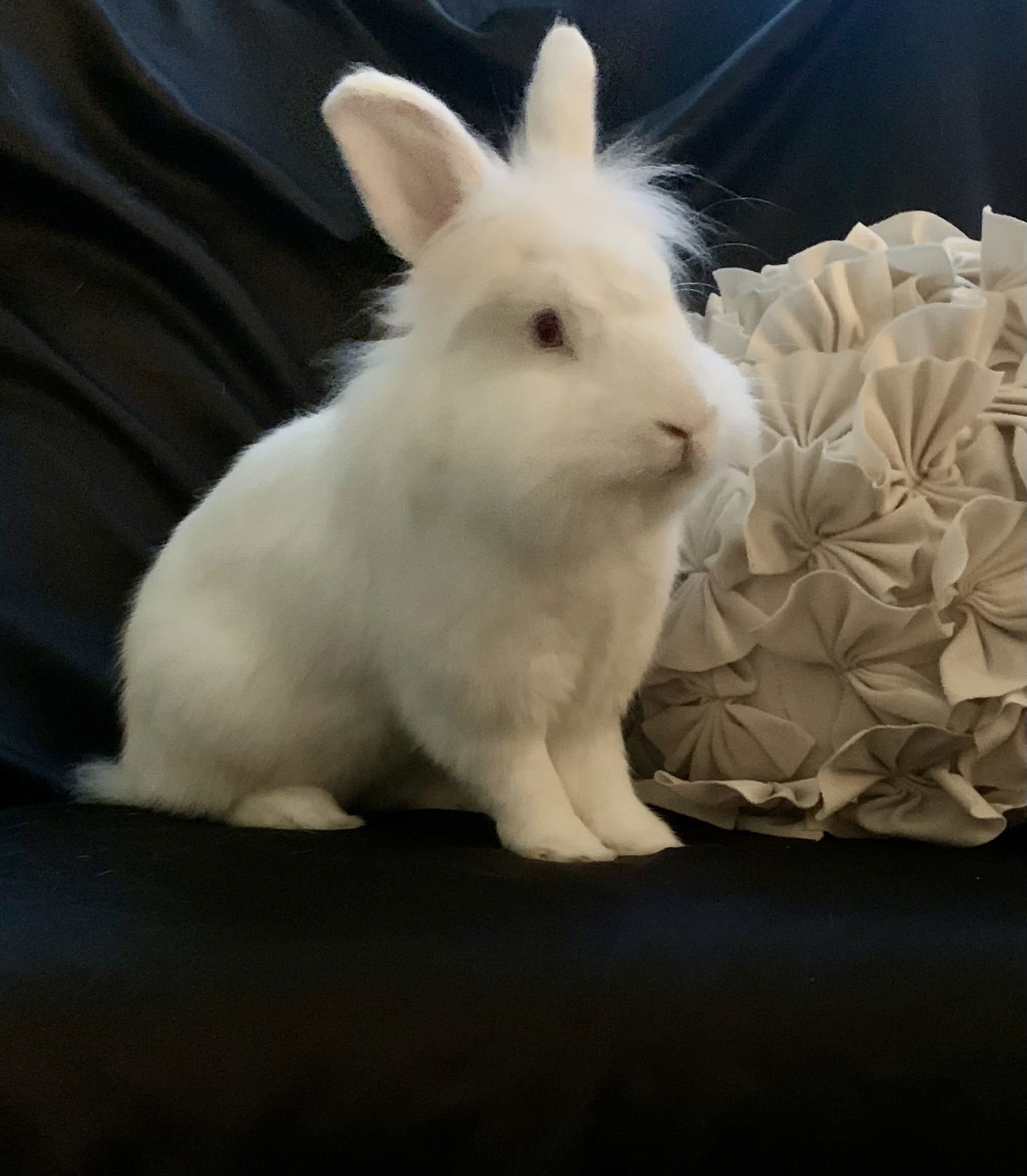 BASIL - Lionhead available for adoption