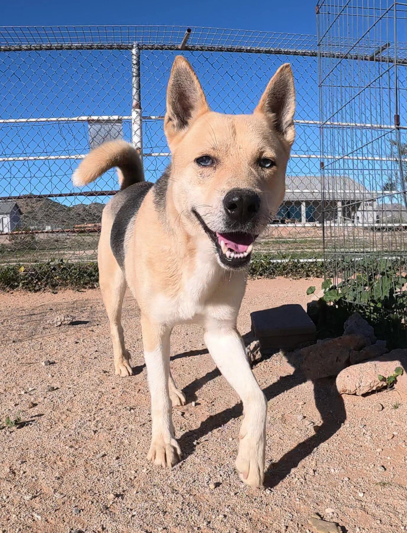 ODIN - Husky / German Shepherd Dog available for adoption