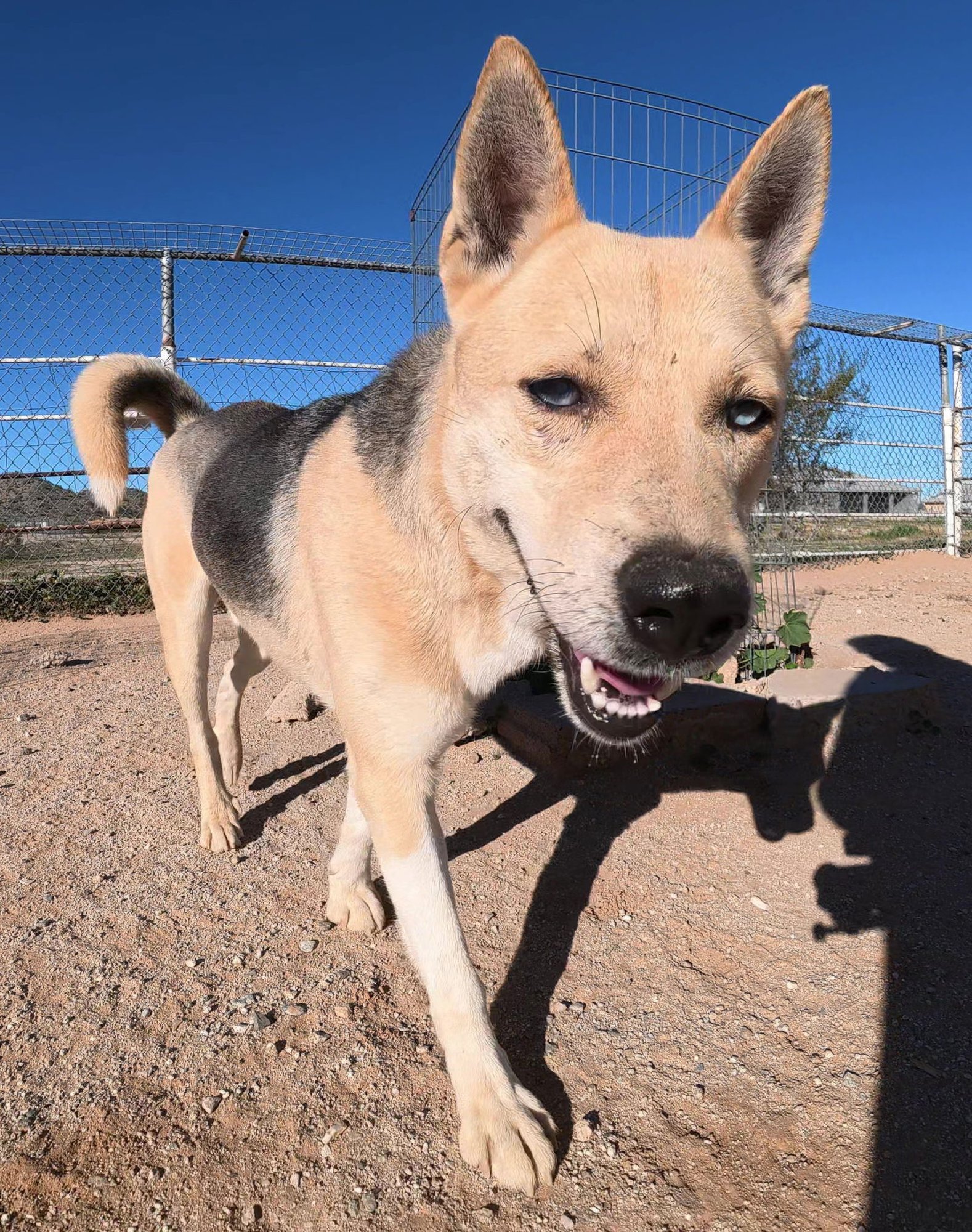 ODIN - Husky / German Shepherd Dog available for adoption