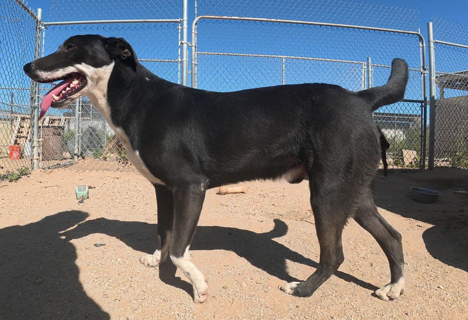 ERIC - Border Collie available for adoption