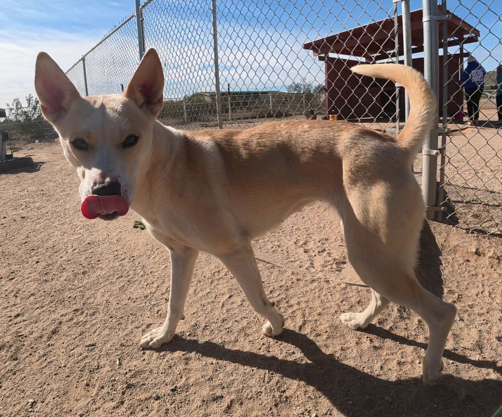 BELLA - Husky available for adoption