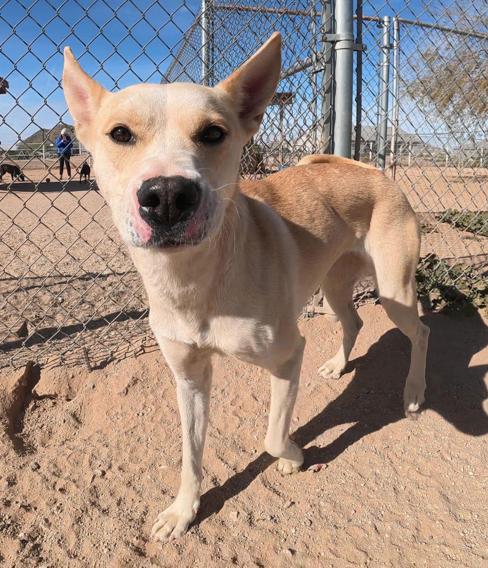 BELLA - Husky available for adoption