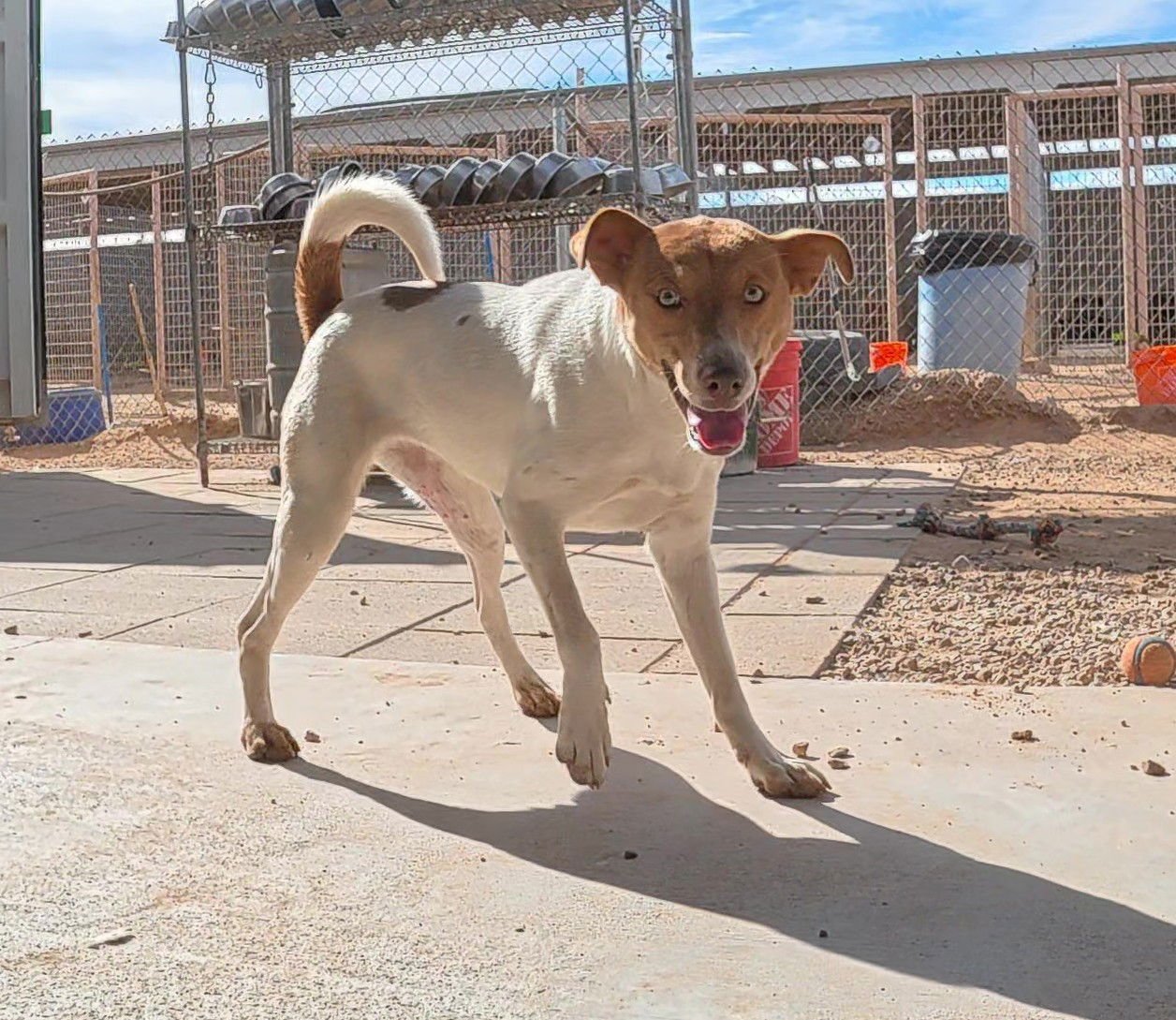 JOAN - Jack Russell Terrier / Shiba Inu available for adoption