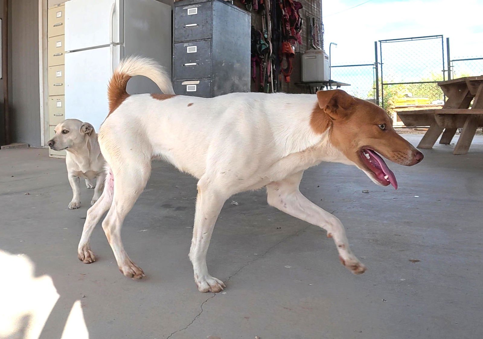 JOAN - Jack Russell Terrier / Shiba Inu available for adoption