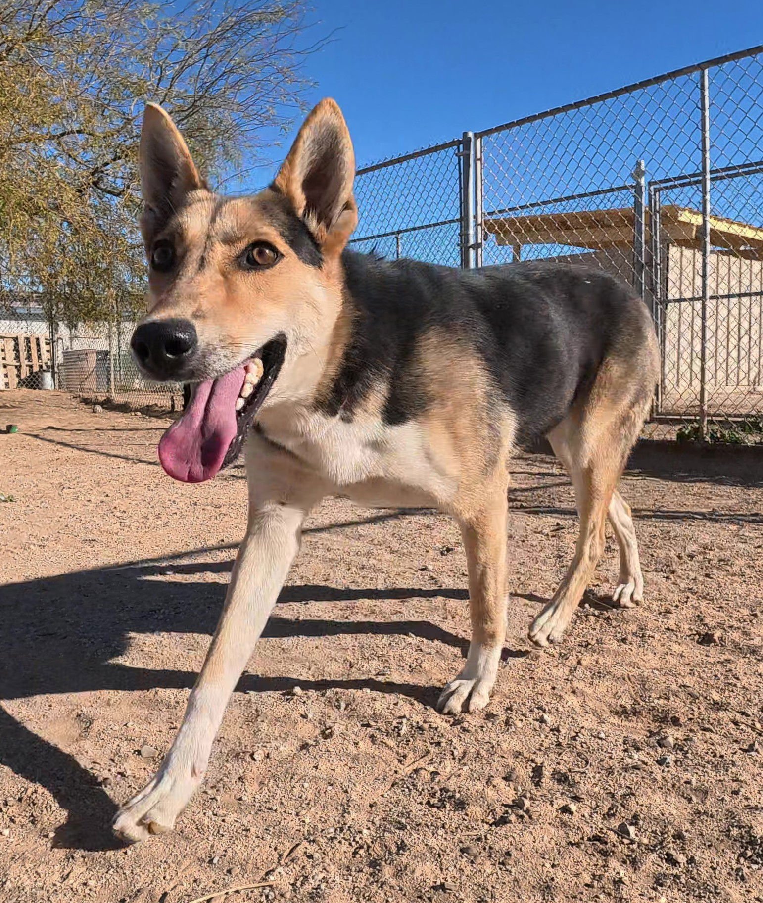 LUCY - German Shepherd Dog available for adoption