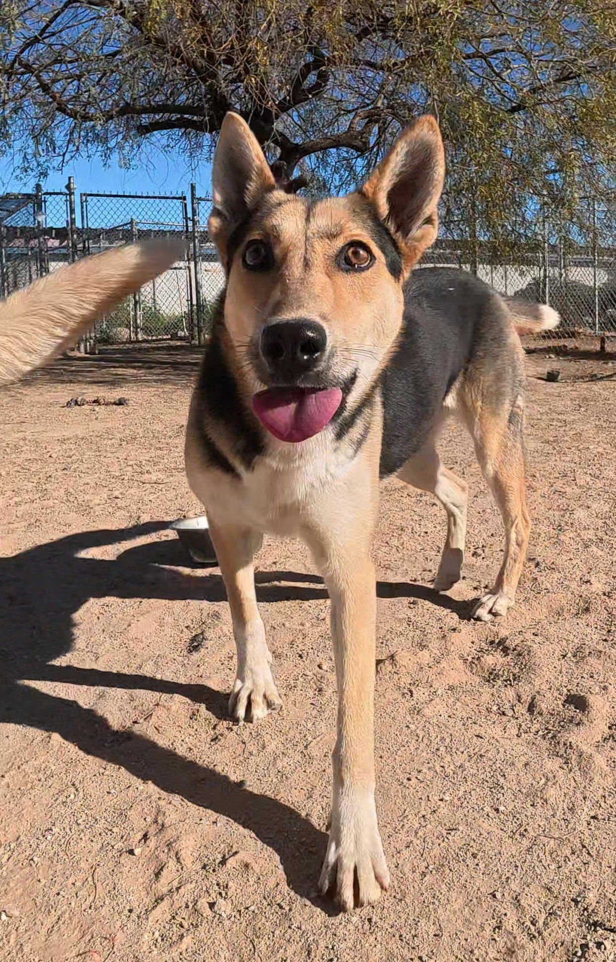 LUCY - German Shepherd Dog available for adoption