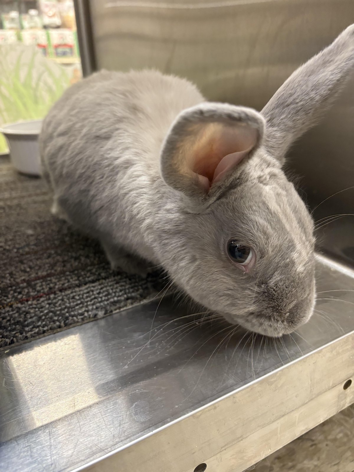 WHISPER - Shorthaired Rabbit available for adoption