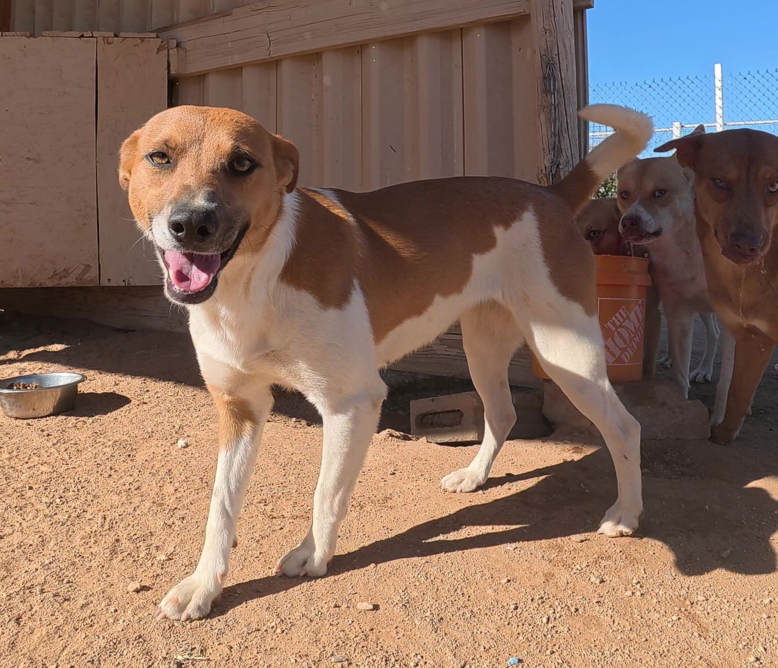 ALANIS - Jack Russell Terrier / Shiba Inu available for adoption