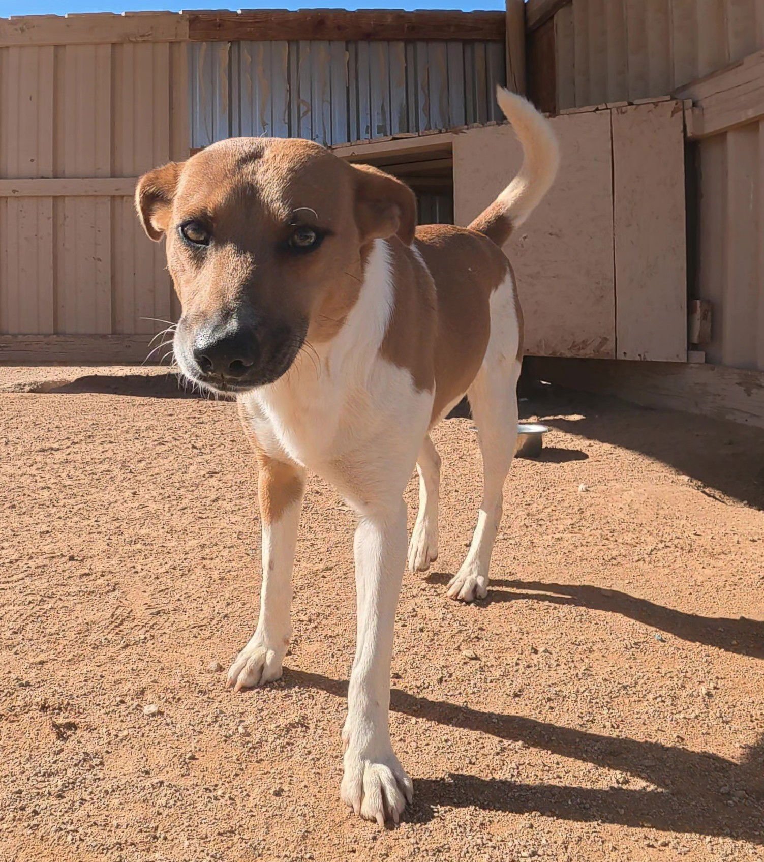 ALANIS - Jack Russell Terrier / Shiba Inu available for adoption