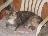 Ginger - Photo 3