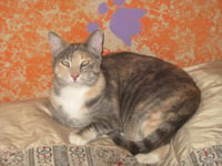 Ginger - Photo 5