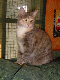Ginger - Photo 1