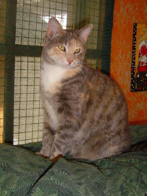 GINGER - Domestic Short Hair available for adoption