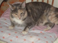 Ginger - Photo 4