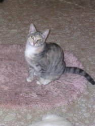 GINGER - Domestic Short Hair available for adoption