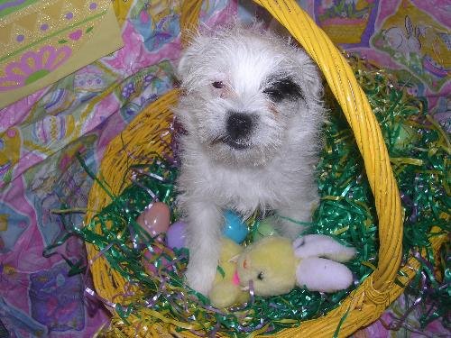 SAMANTHA - MUST GO WITH DYLAN - Terrier available for adoption