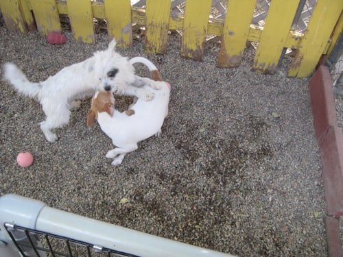 SAMANTHA - MUST GO WITH DYLAN - Terrier available for adoption
