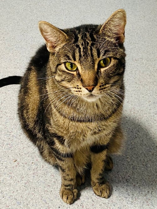 SURFER - Domestic Short Hair available for adoption