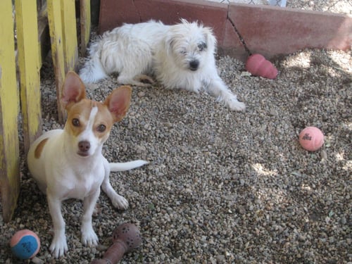 DYLAN - MUST GO WITH SAMANTHA - Chihuahua available for adoption