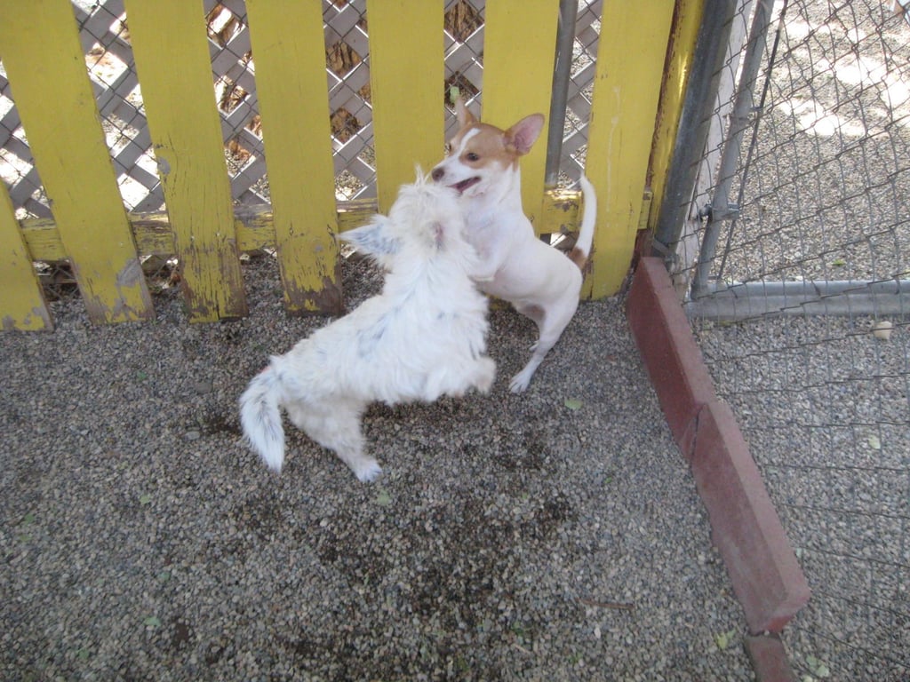 Dylan - must go with Samantha Image