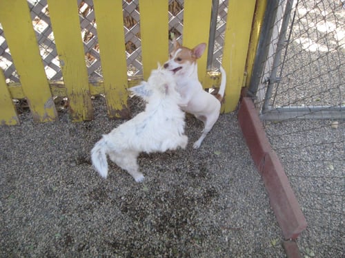 DYLAN - MUST GO WITH SAMANTHA - Chihuahua available for adoption
