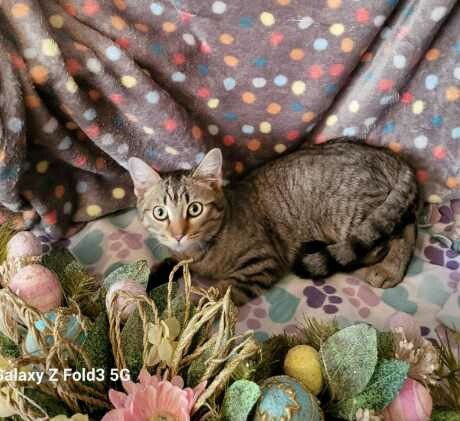 MAYA - Tabby available for adoption