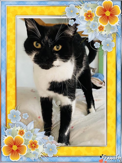 PAULINA - Domestic Short Hair available for adoption