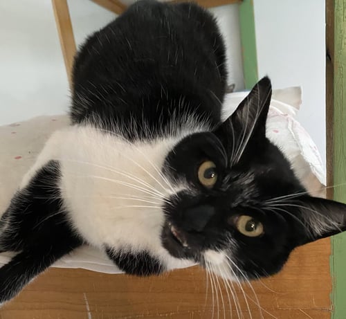PAULINA - Domestic Short Hair available for adoption