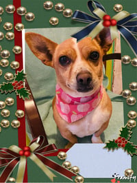 Chiquita - Photo 3