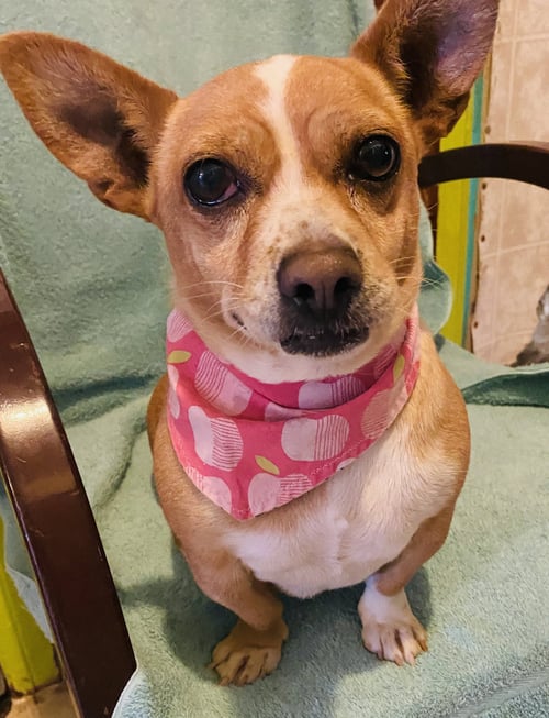 CHIQUITA - Corgi / Dachshund available for adoption