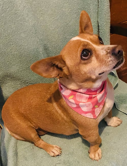 CHIQUITA - Corgi / Dachshund available for adoption