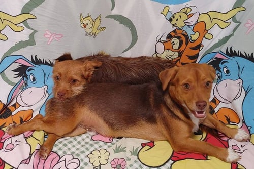 CIMBA NEEDS TO GO WITH NALA - Chihuahua / Terrier available for adoption