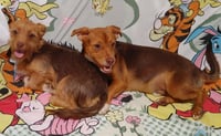 Cimba needs to go with Nala - Photo 3