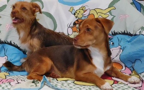 CIMBA NEEDS TO GO WITH NALA - Chihuahua / Terrier available for adoption